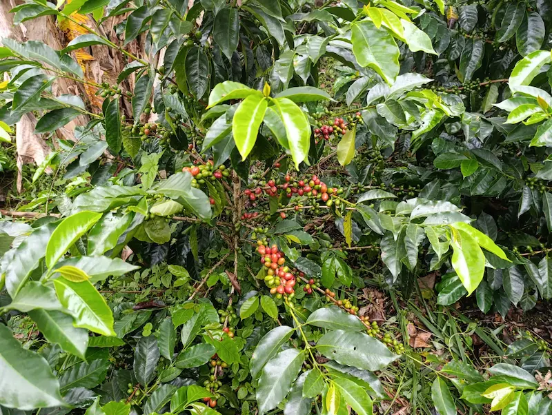 Catuai