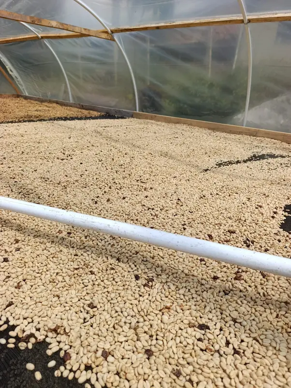 Colombia F6