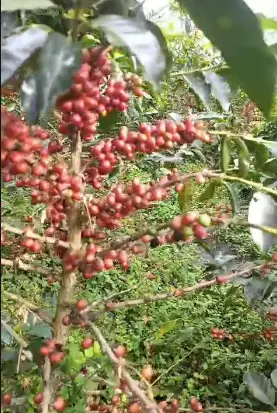 Papayo Ombligón